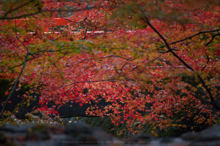 京都 亀岡 紅葉の鍬山神社と神蔵寺 2017 ／ SIGMA 24-70mm F2.8